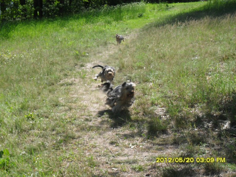 Z gorki na pazurki....